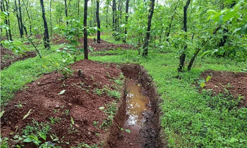 Regreening Hills and Preventing Forest Fires :
SRF’s Work on Saguna Vansavardhan Technique (SVT)