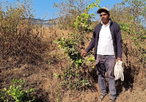 Greater percentage in quality, diversity and survival of plant species in the demonstration areas as compared to wildfire affected areas. Species such as Carissa congesta are holding ground after emergence of grasses and shrubs on the plateau.
